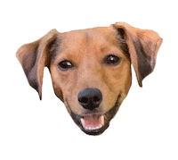 Redbearddogtraining Sticker by Red Beard