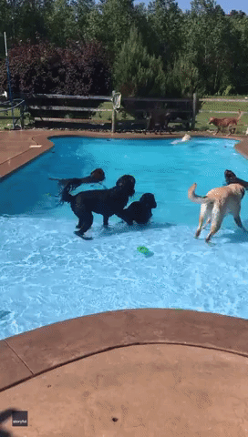 Splash n' Bark: Dogs Have a Blast at Birthday Pool Party