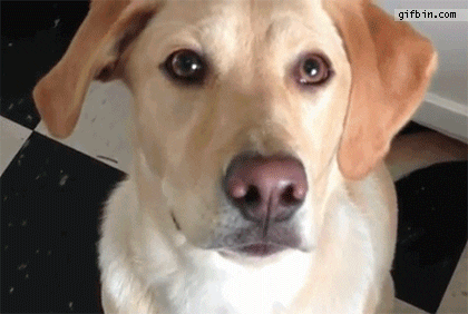 dog eyes GIF