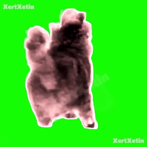 XertXetin giphyupload spinning cat oiia spinningcat GIF