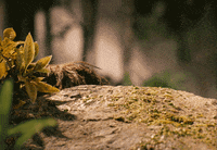 aardman hide hiding peek eddie redmayne GIF