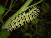Garden Evolution GIF by Ansel Oommen