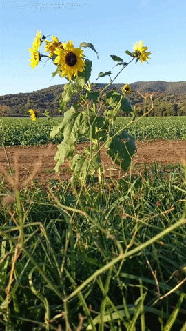 Simongip giphyupload GIF