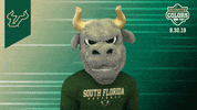 South Florida Bulls GIF by University of South Florida