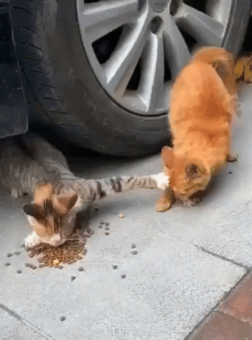 g0ldie giphyupload GIF