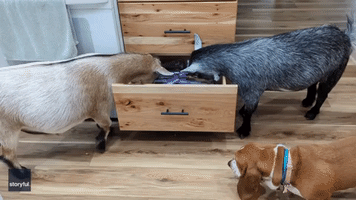 Goats and Dogs Raid Drawer in Search of Snacks