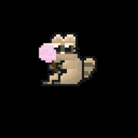 Raccoon GIF