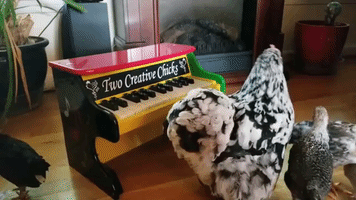 Talented Hen Plays Music for Her Adopted Chicks