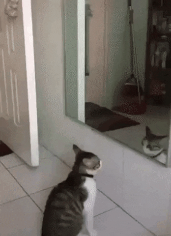 xSLYGUYx giphyupload GIF