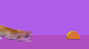GIF by Taco Bell Brasil