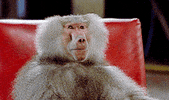 the fly monkey GIF