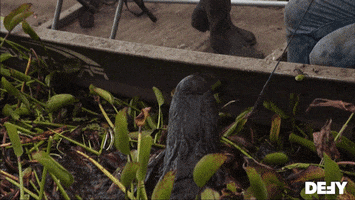 Swamp People Hunting GIF by DefyTV