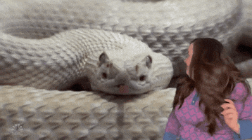 Snl No GIF by Saturday Night Live