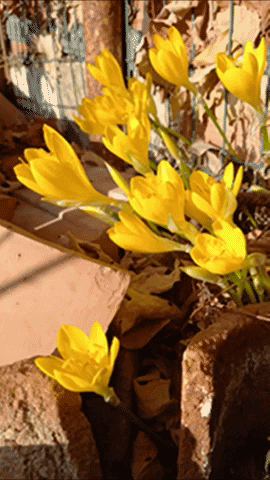 Simongip giphygifmaker GIF