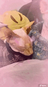 Tik Tok Cat GIF by Friendly Neighbor Records