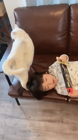 cuteanimalland giphyupload GIF