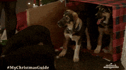 Christmas Love GIF by Hallmark Mystery