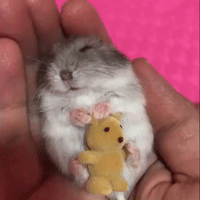 Hamster Lives Dream Life With Lullaby Before Bed