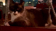 Kitty Swingin GIF by Winkel