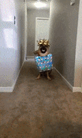 Merry Christmas Dog GIF by Storyful