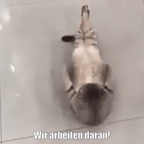 unsereoebb giphyupload cat katze oebb GIF