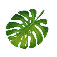 Plant Leaf Sticker by Trakto