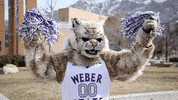 Weber State Cheering GIF by Weber State University
