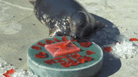 Seals and Dolphins Steal Hearts in Chicago Zoo Valentine’s Celebrations