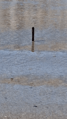 Simongip giphyupload GIF
