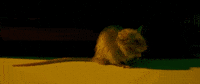 chanel rat GIF by Young Thug