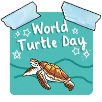 Ocean Turtle Sticker by Twinkl Parents