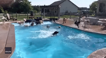 Dogs Battle the Heat With Chaotic Pool Party