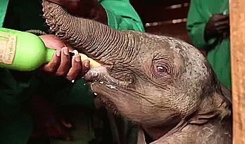 baby elephant GIF