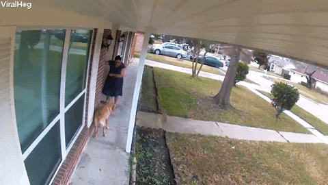 Lady Drags Disobedient Doggy Inside GIF by ViralHog