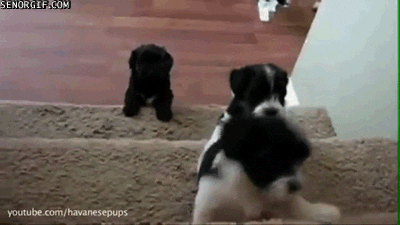 puppies stairs GIF by Cheezburger