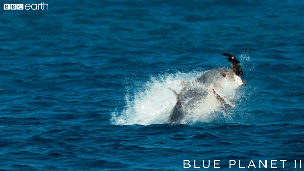 eat blue planet GIF by BBC Earth
