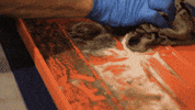 use it everywhere shark tank GIF by Grypmat
