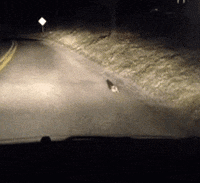 bunny r GIF