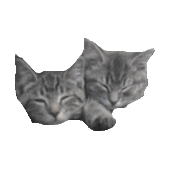 cute kitten STICKER by imoji