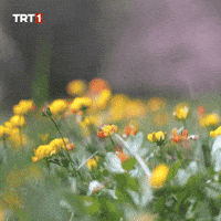 Camping For You GIF by TRT