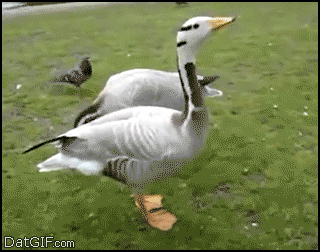 duck GIF