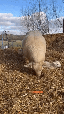 Adorable Twin Lambs Bounce Around Mama Sheep at English Farm