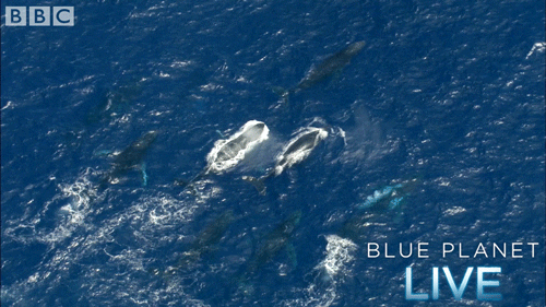 bbc one oceans GIF by BBC