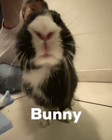 drstrangei44 animal bunny giphycreatortest sister GIF