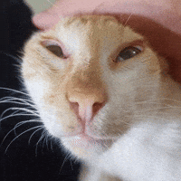 Cat GIF