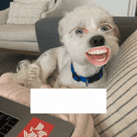 Dog Laugh GIF by University of Phoenix