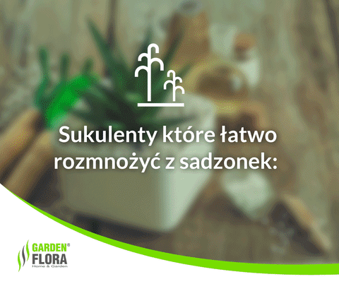 roÅliny sukulenty GIF