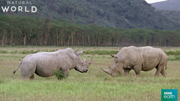 Rhino Rhinoceros GIF by BBC Earth