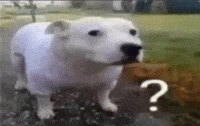 American Pitbull Dog GIF