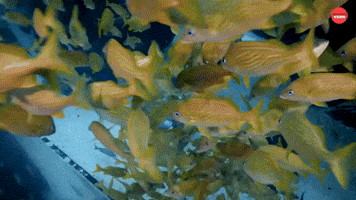 Aquarium